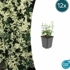 LA GREEN TOUCH - Fusain de fortune 'harlequin' x40 – entre 2,5 et 3,33m2