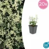 LA GREEN TOUCH - Fusain de fortune 'harlequin' x20 – entre 1,25 et 1,67m2