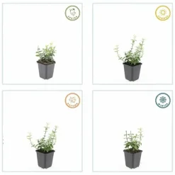 LA GREEN TOUCH - Fusain de fortune 'harlequin' x20 – entre 1,25 et 1,67m2