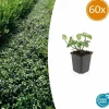 LA GREEN TOUCH - Fusain de fortune 'dart's blanket' x60 – entre 3,75 et 5m2