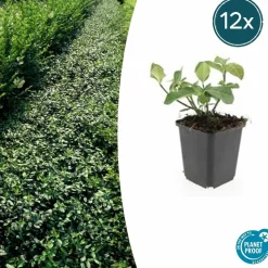 LA GREEN TOUCH - Fusain de fortune 'dart's blanket' x60 – entre 3,75 et 5m2