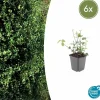 LA GREEN TOUCH - Fusain de fortune 'coloratus' x6 – entre 0,38 et 0,5m2