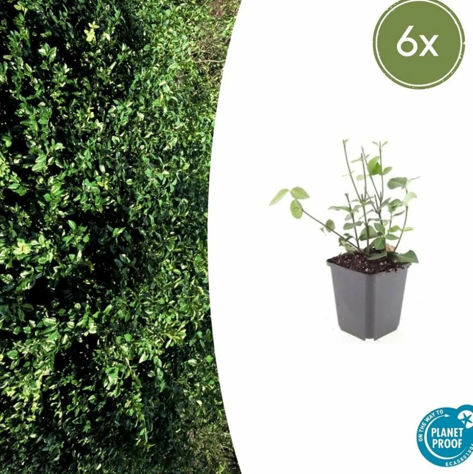 LA GREEN TOUCH - Fusain de fortune 'coloratus' x6 – entre 0,38 et 0,5m2