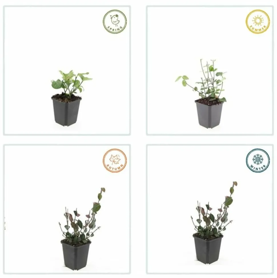 LA GREEN TOUCH - Fusain de fortune 'coloratus' x6 – entre 0,38 et 0,5m2