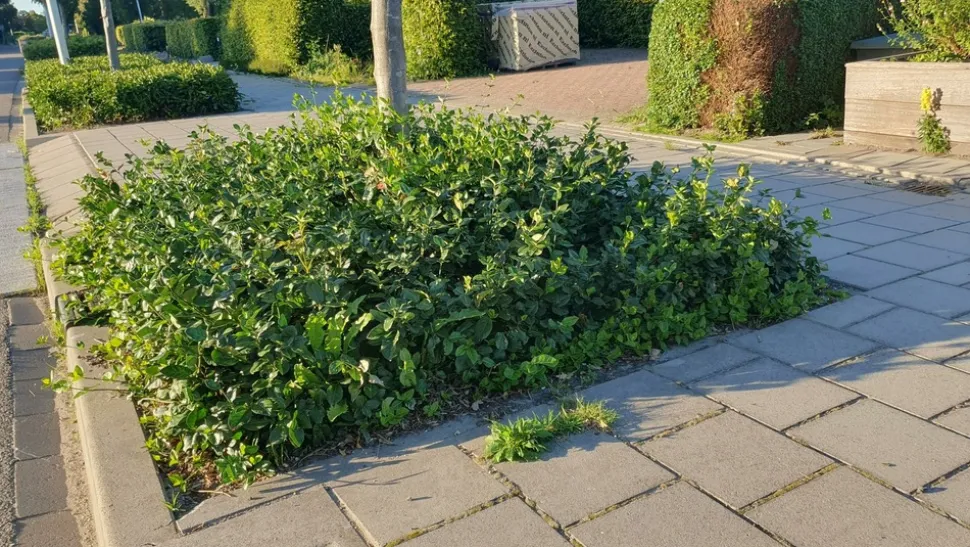LA GREEN TOUCH - Fusain de fortune 'coloratus' x6 – entre 0,38 et 0,5m2