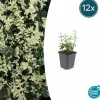 LA GREEN TOUCH - Fusain de fortune 'harlequin' x12 – entre 0,75 et 1m2