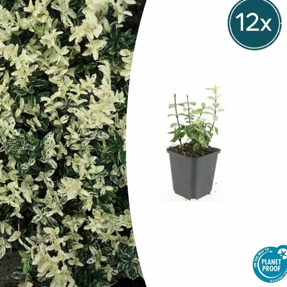 LA GREEN TOUCH - Fusain de fortune 'harlequin' x12 – entre 0,75 et 1m2
