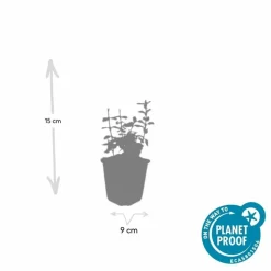 LA GREEN TOUCH - Fusain de fortune 'harlequin' x12 – entre 0,75 et 1m2
