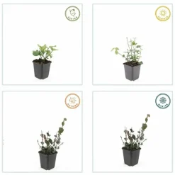 LA GREEN TOUCH - Fusain de fortune 'coloratus' x60 – entre 3,75 et 5m2