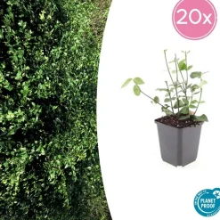 LA GREEN TOUCH - Fusain de fortune 'coloratus' x60 – entre 3,75 et 5m2