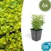 LA GREEN TOUCH - Fusain de fortune 'emerald 'n gold' x6 – entre 0,38 et 0,5m2