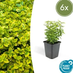 LA GREEN TOUCH - Fusain de fortune 'emerald 'n gold' x6 – entre 0,38 et 0,5m2