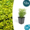 LA GREEN TOUCH - Fusain de fortune 'emerald 'n gold' x12 – entre 0,75 et 1m2