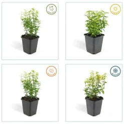 LA GREEN TOUCH - Fusain de fortune 'emerald 'n gold' x12 – entre 0,75 et 1m2