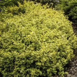 LA GREEN TOUCH - Fusain de fortune 'emerald 'n gold' x12 – entre 0,75 et 1m2