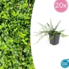 LA GREEN TOUCH - Fusain de fortune 'minimus' x20 – entre 1,25 et 1,67m2