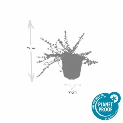 LA GREEN TOUCH - Fusain de fortune 'minimus' x20 – entre 1,25 et 1,67m2