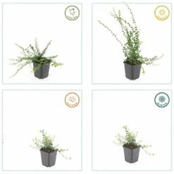 LA GREEN TOUCH - Fusain de fortune 'minimus' x20 – entre 1,25 et 1,67m2
