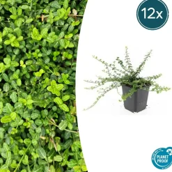 LA GREEN TOUCH - Fusain de fortune 'minimus' x60 – entre 3,75 et 5m2