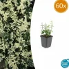 LA GREEN TOUCH - Fusain de fortune 'harlequin' x60 – entre 3,75 et 5m2