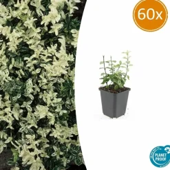 LA GREEN TOUCH - Fusain de fortune 'harlequin' x60 – entre 3,75 et 5m2