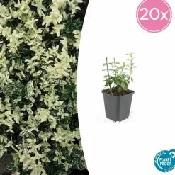 LA GREEN TOUCH - Fusain de fortune 'harlequin' x60 – entre 3,75 et 5m2