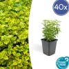 LA GREEN TOUCH - Fusain de fortune 'emerald 'n gold' x40 – entre 2,5 et 3,33m2