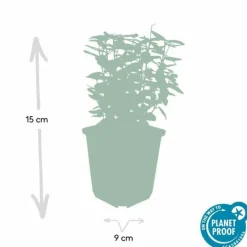 LA GREEN TOUCH - Fusain de fortune 'emerald 'n gold' x40 – entre 2,5 et 3,33m2
