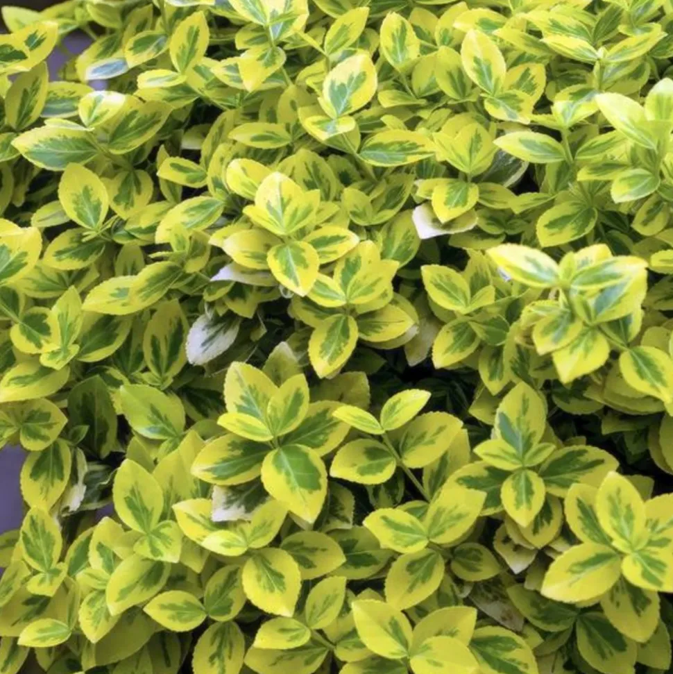 LA GREEN TOUCH - Fusain de fortune 'emerald 'n gold' x40 – entre 2,5 et 3,33m2