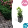 LA GREEN TOUCH - Fusain du japon 'green spire' x20 – entre 1,25 et 1,67m2