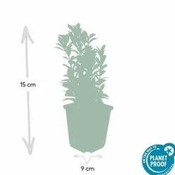 LA GREEN TOUCH - Fusain du japon 'green spire' x20 – entre 1,25 et 1,67m2
