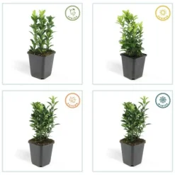 LA GREEN TOUCH - Fusain du japon 'green spire' x20 – entre 1,25 et 1,67m2