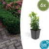 LA GREEN TOUCH - Fusain du japon 'green spire' x6 – entre 0,38 et 0,5m2