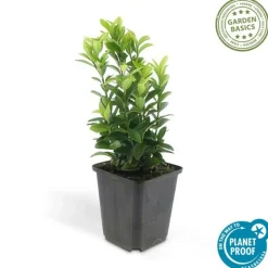 LA GREEN TOUCH - Fusain du japon 'green spire' x6 – entre 0,38 et 0,5m2