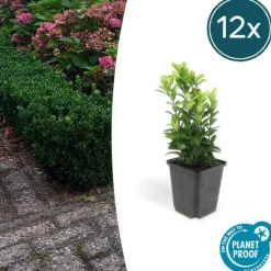 LA GREEN TOUCH - Fusain du japon 'green spire' x12 – entre 0,75 et 1m2