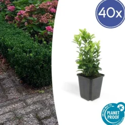 LA GREEN TOUCH - Fusain du japon 'green spire' x40 – entre 2,5 et 3,33m2