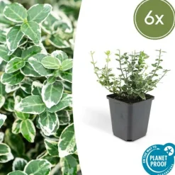 LA GREEN TOUCH - Fusain 'emerald 'n gaiety' x6 – entre 0,38 et 0,5m2