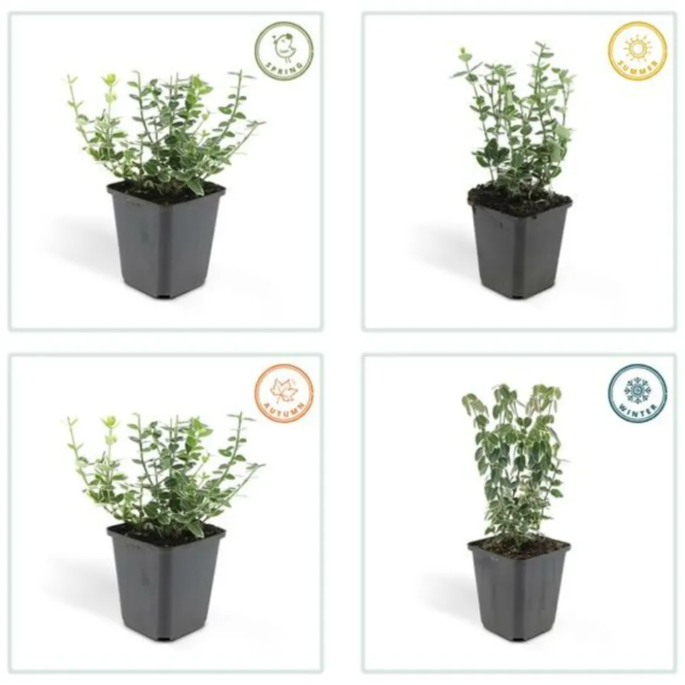 LA GREEN TOUCH - Fusain 'emerald 'n gaiety' x6 – entre 0,38 et 0,5m2