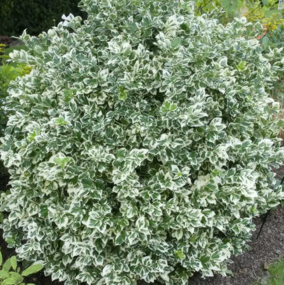 LA GREEN TOUCH - Fusain 'emerald 'n gaiety' x6 – entre 0,38 et 0,5m2
