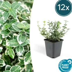 LA GREEN TOUCH - Fusain 'emerald 'n gaiety' x12 – entre 0,75 et 1m2