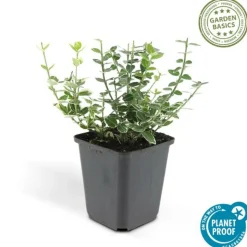 LA GREEN TOUCH - Fusain 'emerald 'n gaiety' x12 – entre 0,75 et 1m2