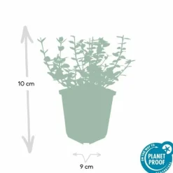 LA GREEN TOUCH - Fusain 'emerald 'n gaiety' x12 – entre 0,75 et 1m2