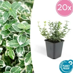 LA GREEN TOUCH - Fusain 'emerald 'n gaiety' x20 – entre 1,25 et 1,67m2