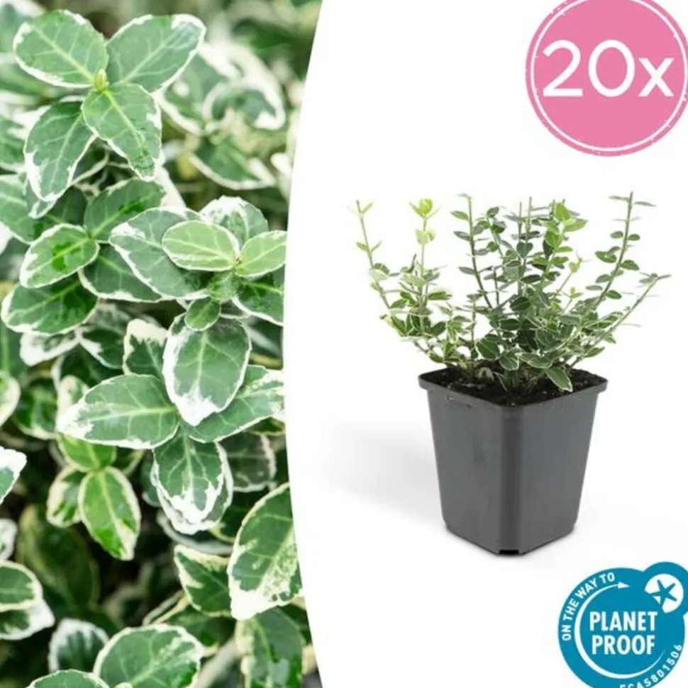 LA GREEN TOUCH - Fusain 'emerald 'n gaiety' x20 – entre 1,25 et 1,67m2