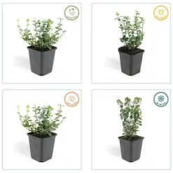 LA GREEN TOUCH - Fusain 'emerald 'n gaiety' x20 – entre 1,25 et 1,67m2