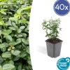 LA GREEN TOUCH - Fusain rampant x40 – entre 2,5 et 3,33m2