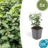 LA GREEN TOUCH - Fusain rampant x6 – entre 0,38 et 0,5m2