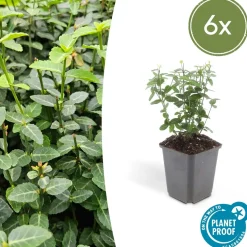 LA GREEN TOUCH - Fusain rampant x6 – entre 0,38 et 0,5m2