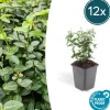 LA GREEN TOUCH - Fusain rampant x12 – entre 0,75 et 1m2