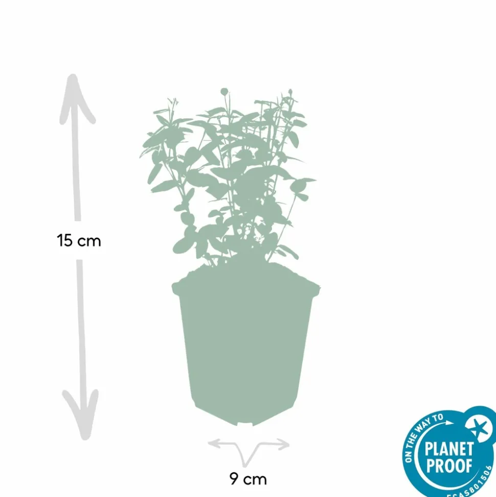 LA GREEN TOUCH - Fusain rampant x12 – entre 0,75 et 1m2